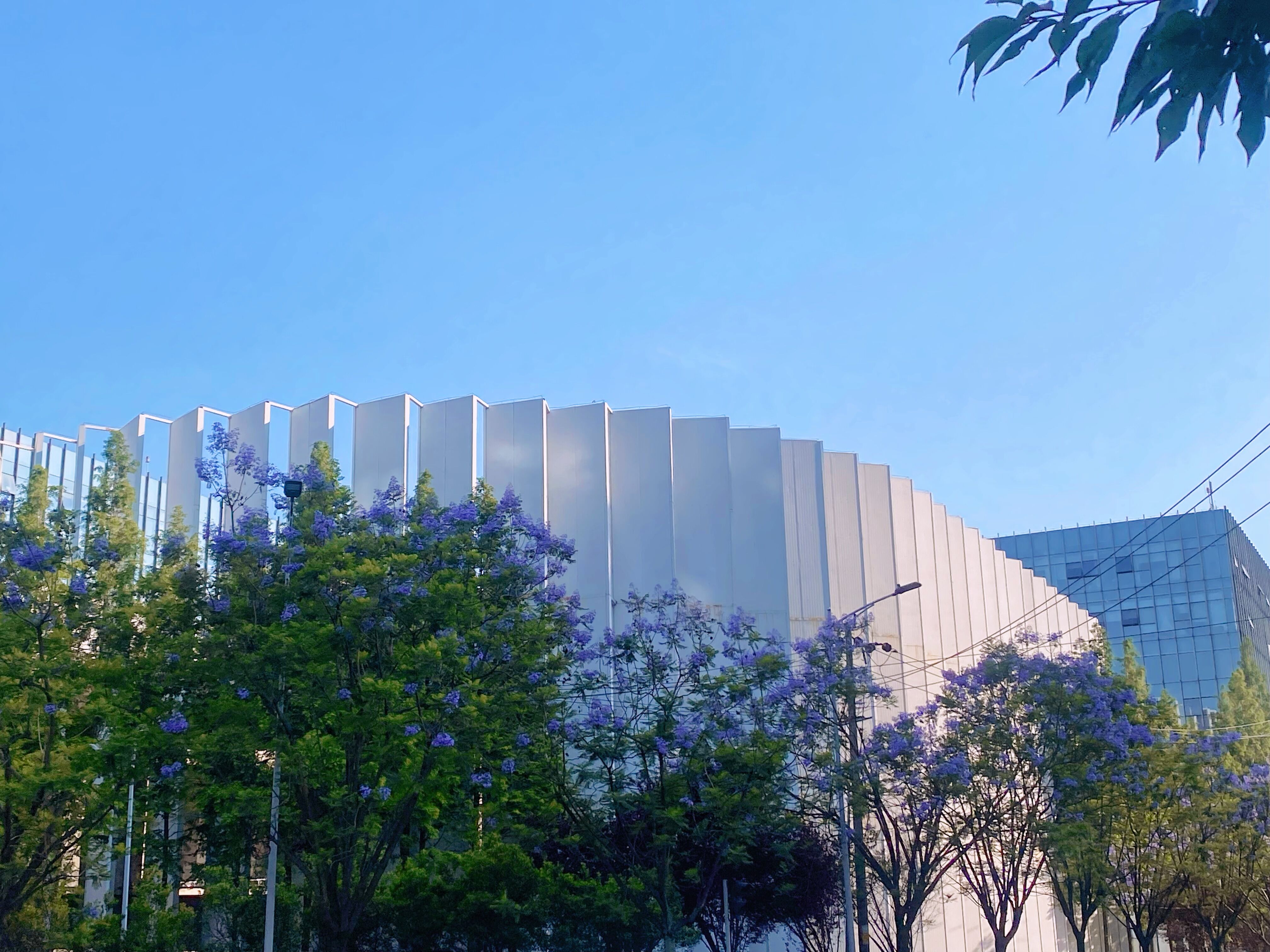 1685675032327471.jpg 蓝花楹与屏骑士.jpg